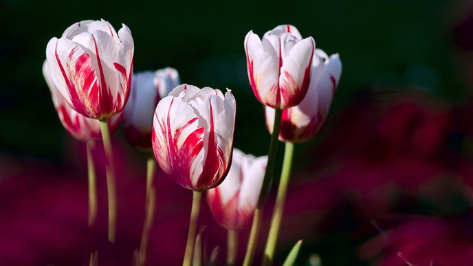 Blumenzwiebeln erhalten: Mit diesen Tipps kommen Frühblüher wieder