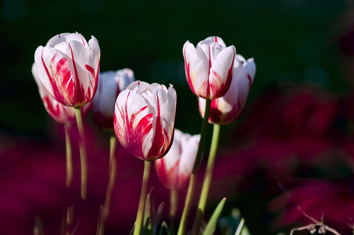 Zweifarbige Tulpen