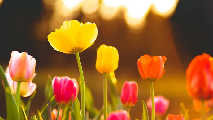 Garten im Frühling: 5 Blumen, die im Frühjahr blühen