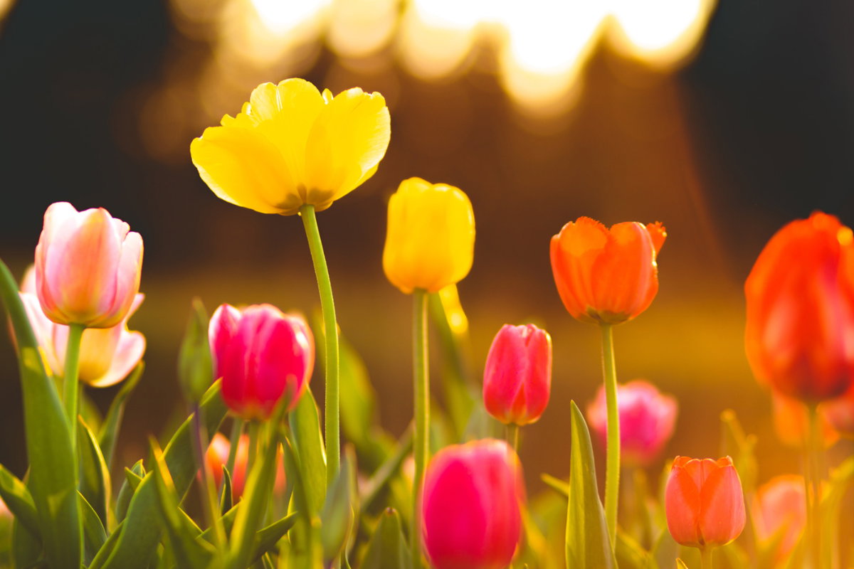 Tulpen Ohje – tatsächlich ist die hübsche Tulpe , die im Frühling an jeder Ecke blüht, giftig für Hunde. Dazu zählen Stiel und Blüte, jedoch kann besonders die Zwiebel gefährlich für unseren Vierbeiner werden. Achten Sie unbedingt darauf, dass er diese nicht ausgräbt und frisst.