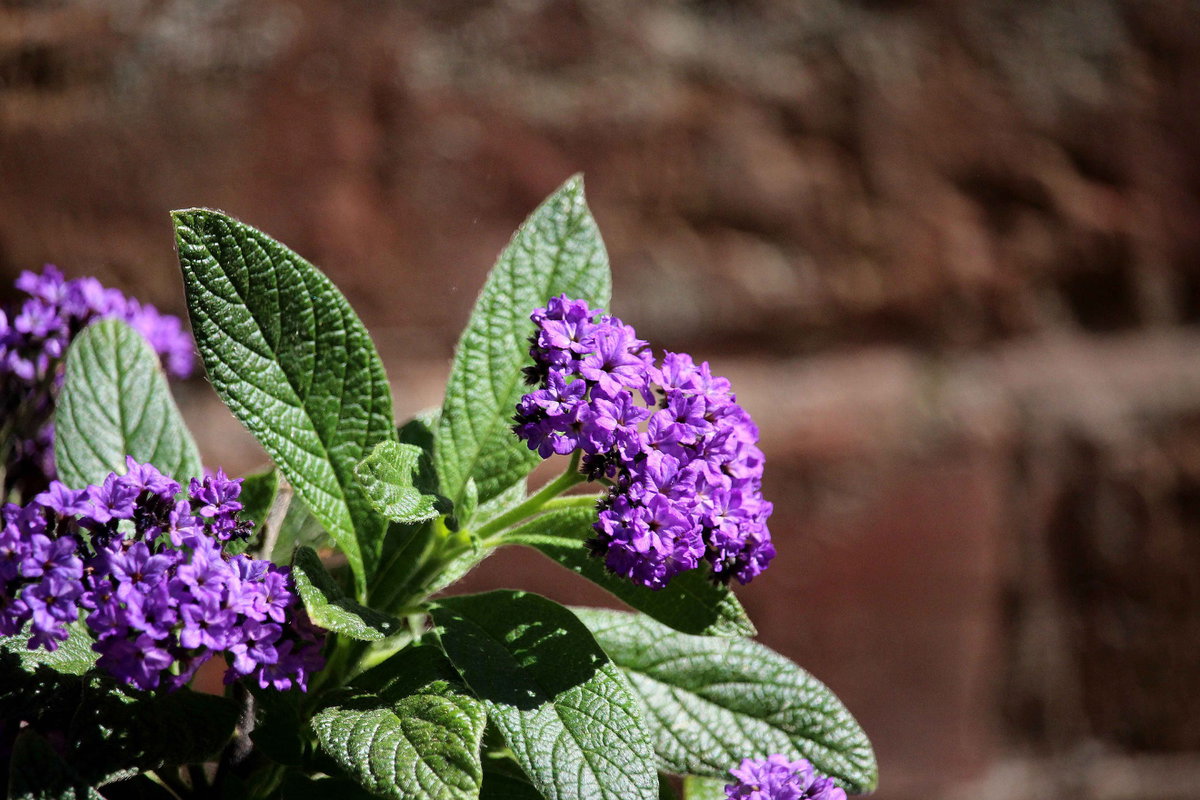 Vanilleblume Wie der Name schon verrät, duftet die Vanilleblume herrlich nach Vanille! Der süßliche Duft verströmt im vor allem im Sommer und die tiefvioletten Blüten sind äußerst hübsch anzusehen. Lassen Sie die Pflanze in einem etwas größeren Kübel wachsen, damit sie ordentlich gedeiht. Lesen Sie auch : Diese Zimmerpflanzen verbessern unseren Schlaf >>