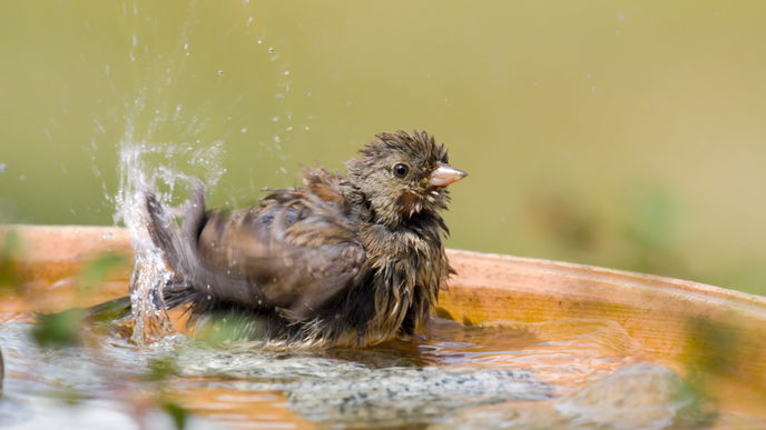 Vogeltränke zum Aufhängen selber bauen: Anleitung und Tipps
