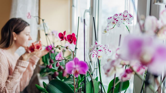 Duftende Zimmerpflanzen: Diese Blumen vertreiben schlechte Gerüche