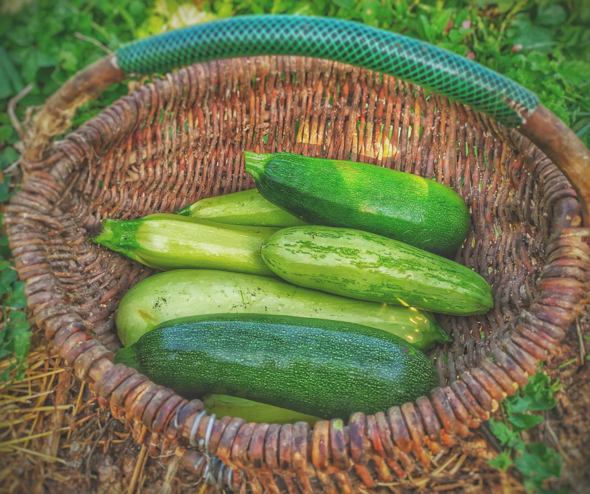 Sie wünschen sich eine üppige Ernte mit wenig Aufwand? Dann greifen Sie auf jeden Fall zur Zucchini . Kaum eine Gemüsepflanze ist so ertragreich! Pflanzen Sie daher anfangs nicht zu viel. Ernten Sie das Gemüse je nach Geschmack als kleine Früchte oder große Exemplare. Übrigens: Auch die Zucchini-Blüten sind essbar! Die Pflanze gedeiht in der Sonne und im Halbschatten und sollte ebenfalls für ca. 6 Wochen zuerst im Haus vorgezogen werden. Lesen Sie auch: Diese Tipps sollten Einsteiger beim Anlegen eines Gemüsebeetes kennen >>