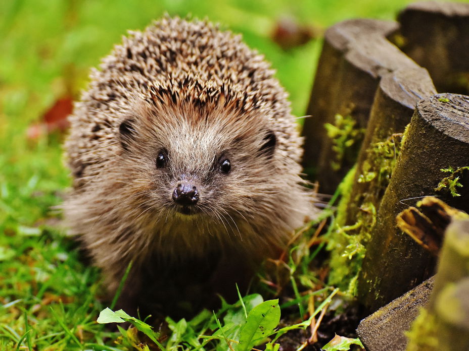 Wassertränke für Igel aufstellen: Das sollten Sie beachten