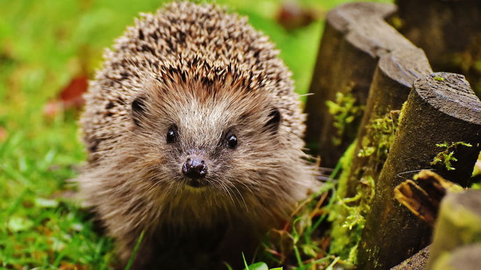 Igel füttern: Das müssen Sie beachten