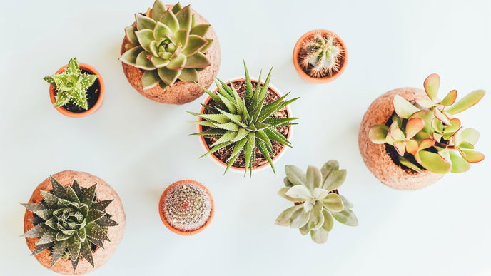 Trauermücken bekämpfen: so klappt's besonders schnell