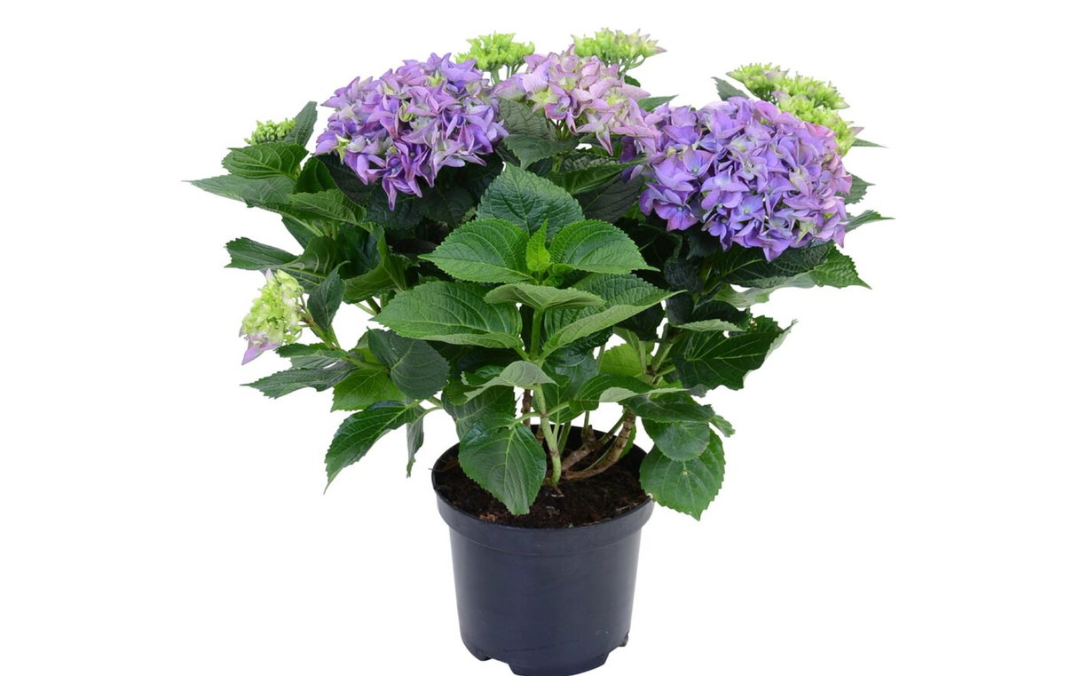 Bauernhortensie Obi