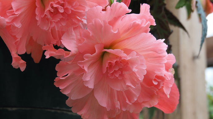 Balkon im Frühling: Die 5 schönsten Pflanzen für Blumenampeln