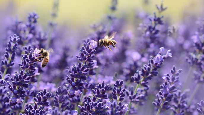 Daran erkennen Sie bienenfreundliche Blumen