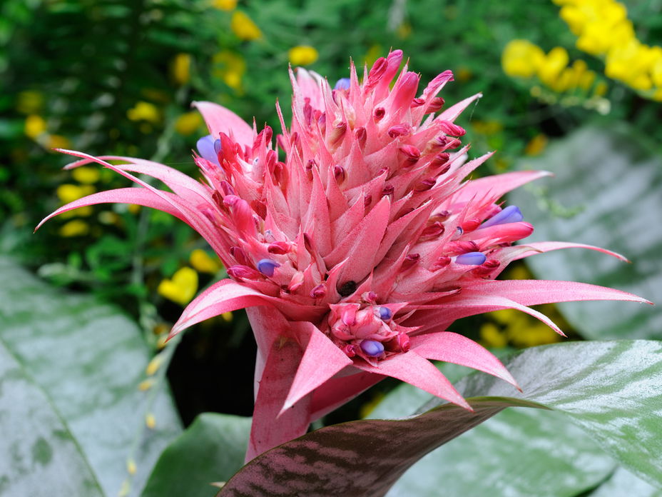 Exotische Pflanze: So pflegen Sie die Bromelie