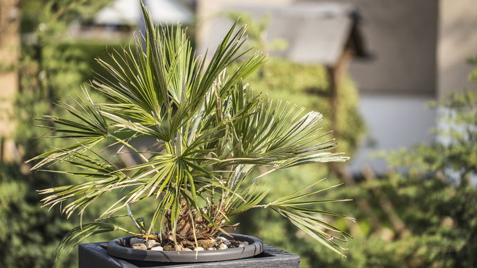 Terrasse gestalten: 5 Palmen sorgen für Urlaubsstimmung im Garten 