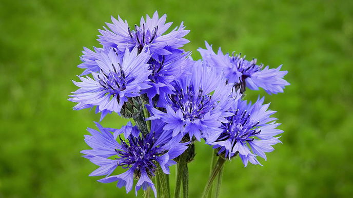 Balkon gestalten: 3 Wildblumen, die ihn noch schöner machen