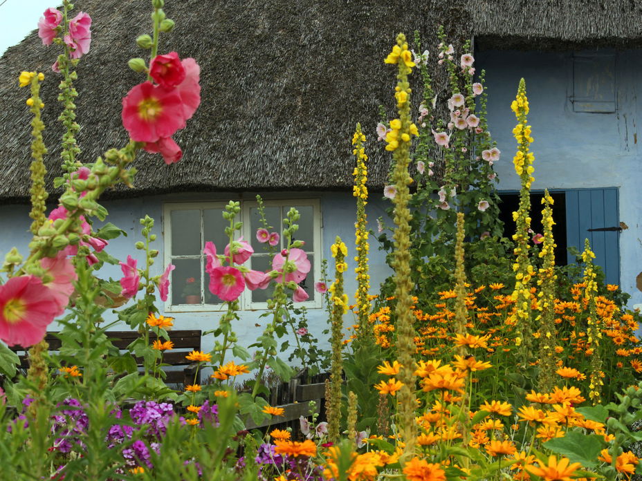 Die 9 schönsten Dauerblüher für den Sommer