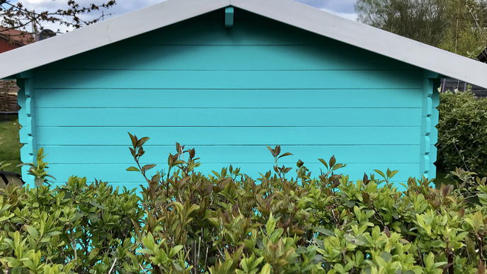 Kirschlorbeer schneiden: So bringen Sie die Hecke in die perfekte Form