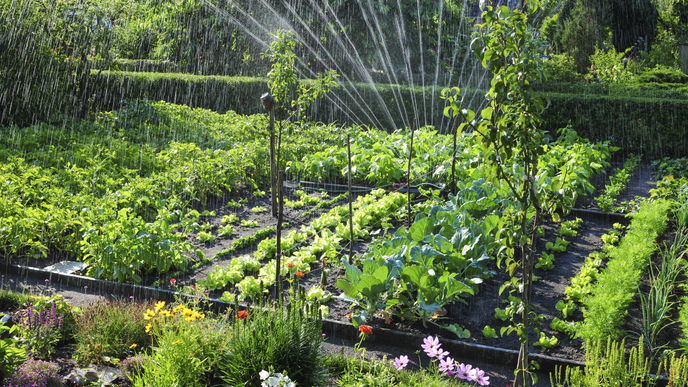 Garten hitzetauglich machen: Das hilft bei Trockenheit
