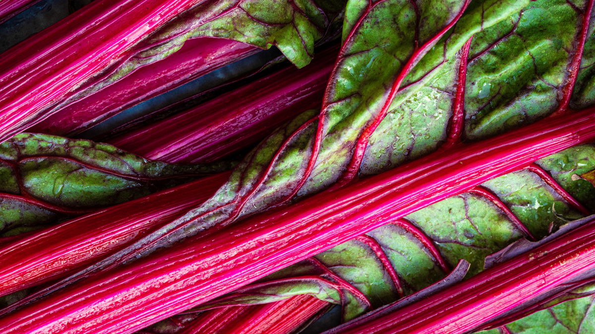 Rhabarber überwintern: Tipps für Topf und Beet