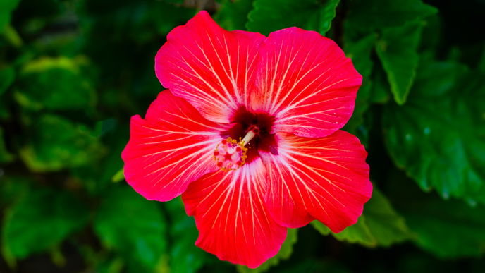 Hibiskus pflegen: Die besten Tipps für üppige Blüten