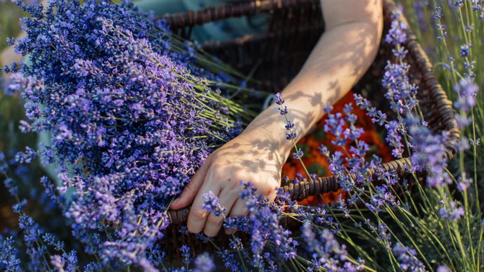 Lavendel richtig pflegen: So wird die Pflanze winterfest