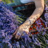Lavendel richtig pflegen: So wird die Pflanze winterfest