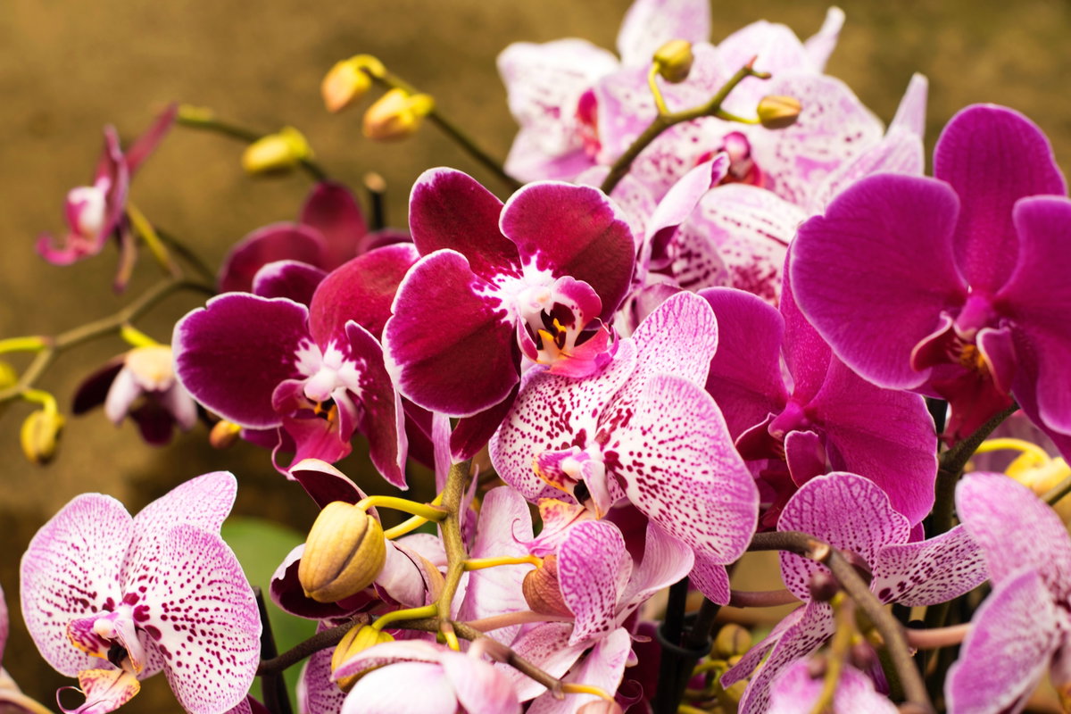 Orchideen