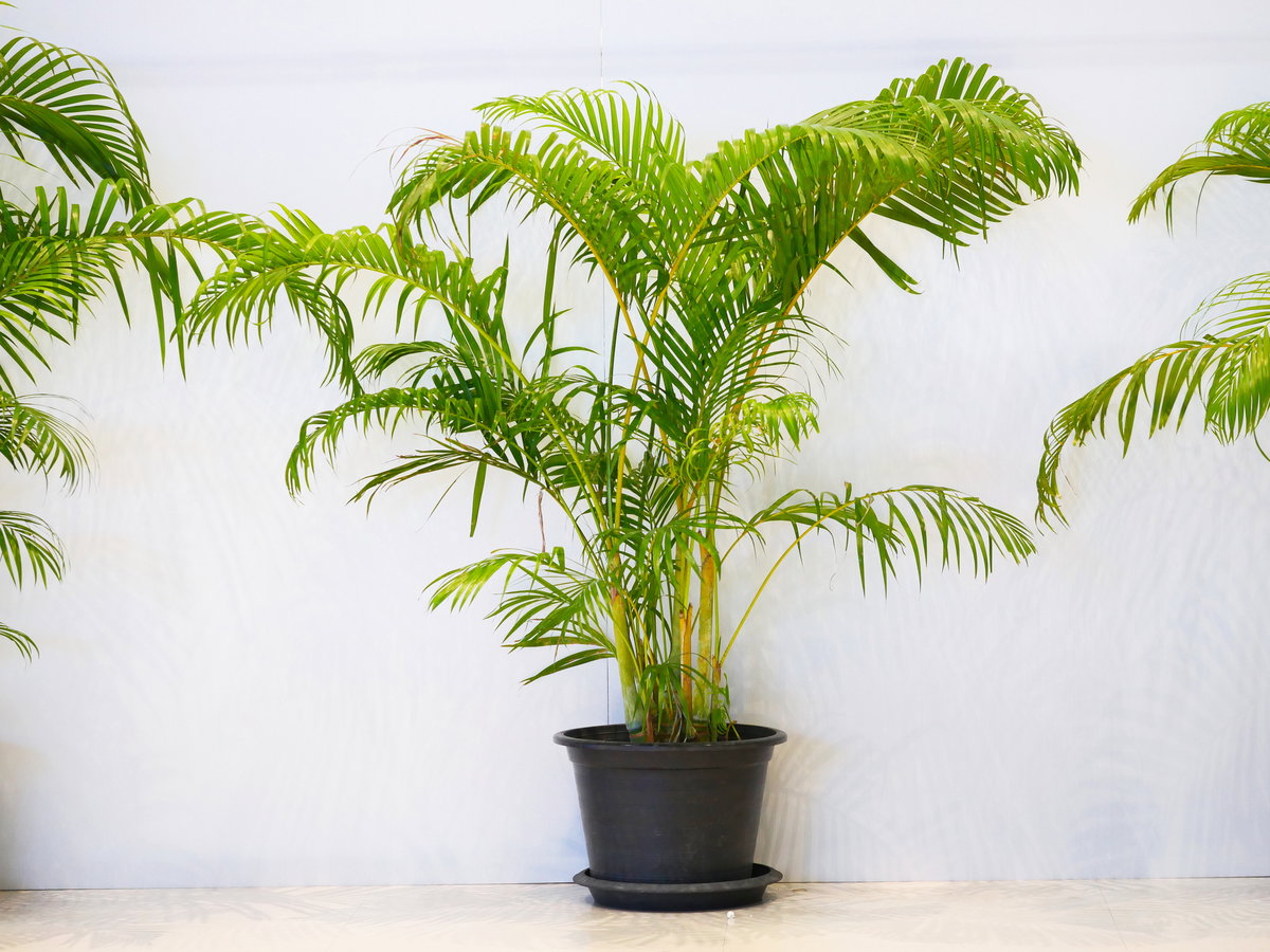 Palme im Kübel