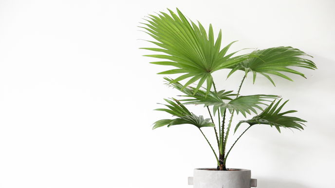 3 schöne Palmen für tropisches Flair im Garten