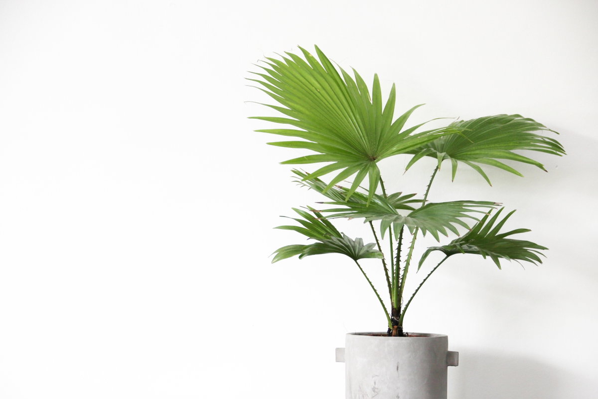 Palme im Topf