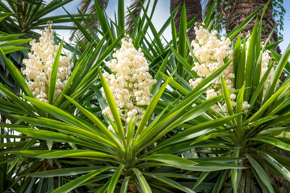 Palmlilie