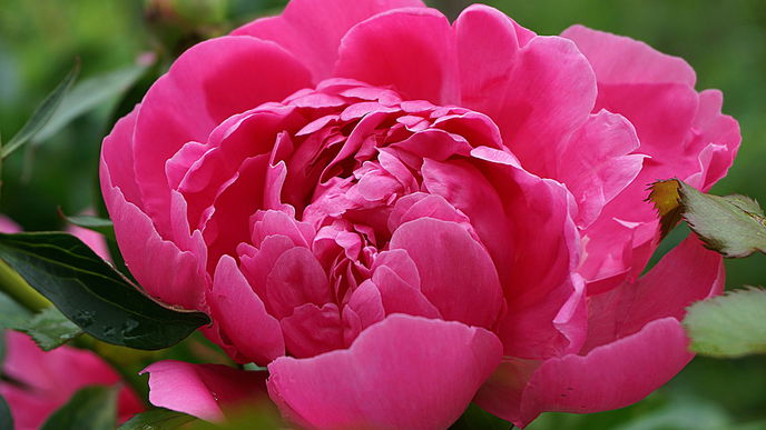 Jetzt reicht's! 11 schneckenresistente Gartenpflanzen, die uns endlich ruhig schlafen lassen