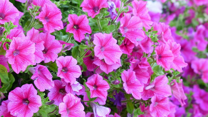 Balkonpflanzen: Die 5 schönsten Blumen in Pink
