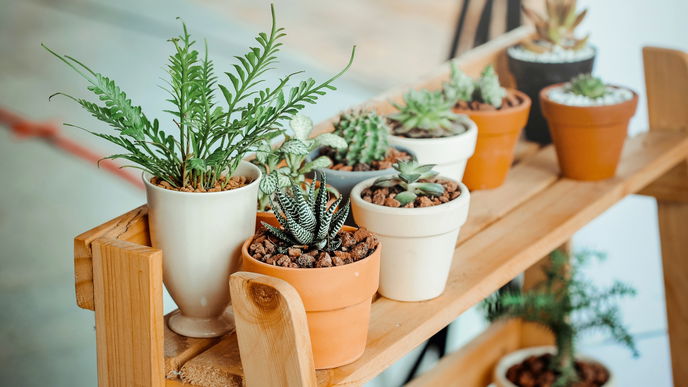 Blumen gießen im Urlaub: Die besten Tricks