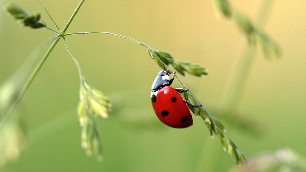 Nützlinge im Garten: 7 tierische Helfer gegen Schädlingsbefall
