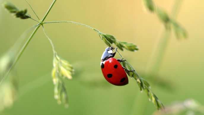 Nützlinge im Garten: 7 tierische Helfer gegen Schädlingsbefall