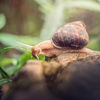 Achtung: DIESE Schnecken sollten Sie niemals aus dem Garten vertreiben