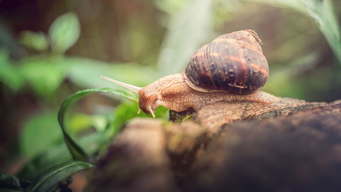 Achtung: DIESE Schnecken sollten Sie niemals aus dem Garten vertreiben