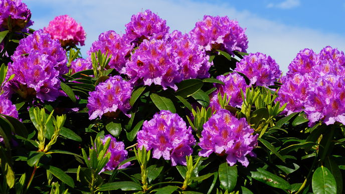 Rhododendron schneiden: So gelingt es 