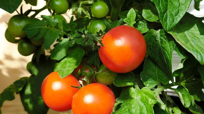 Können Tomatenpflanzen überwintern?