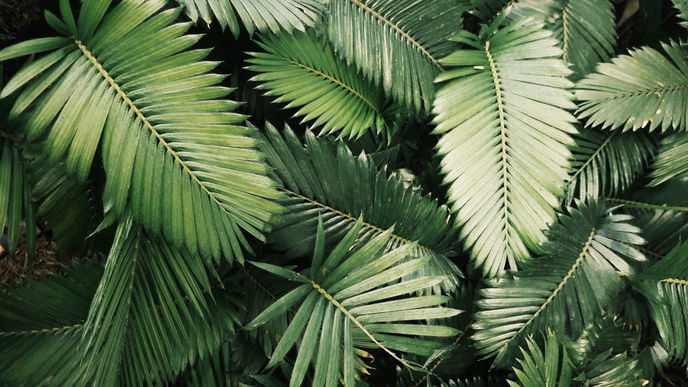 Exotische Pflanzen: 4 Pflanzen, die winterhart sind