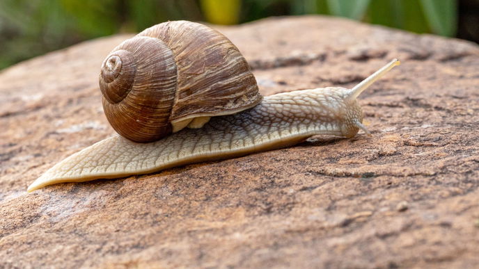 Mit diesem DIY-Schutz haben Schnecken im Garten keine Chance mehr!