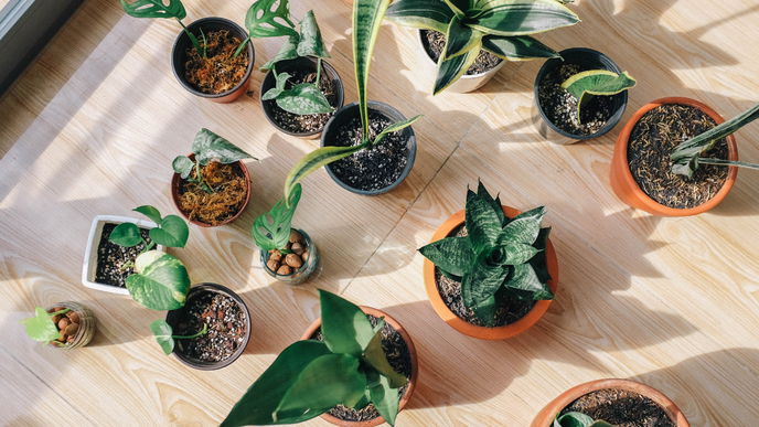 Schimmel auf Blumenerde: Ursachen, Tipps und Hilfe