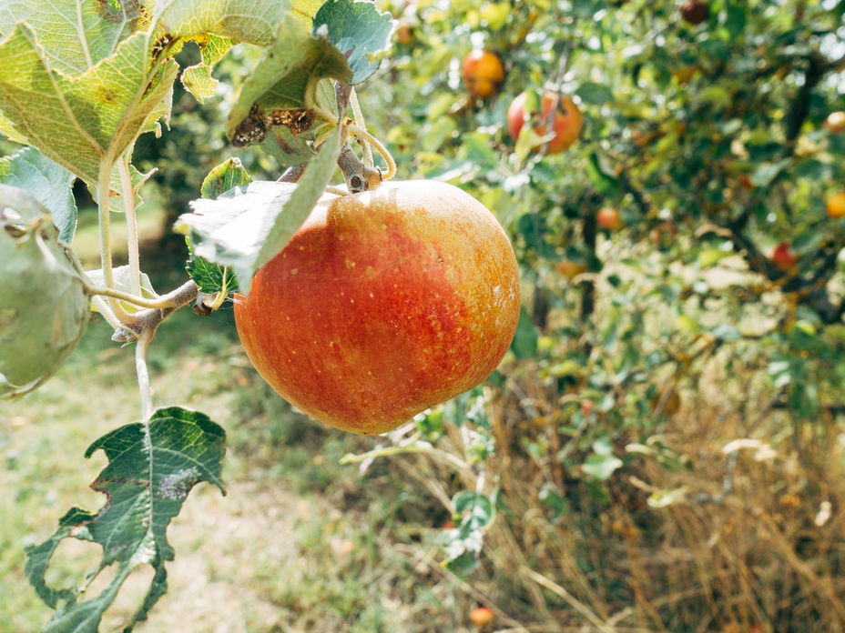 Äpfel ernten: Die besten Tricks für eine erfolgreiche Apfelernte