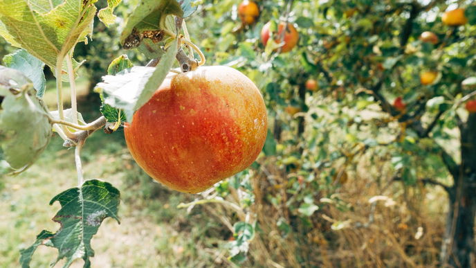 Äpfel ernten: Die besten Tricks für eine erfolgreiche Apfelernte