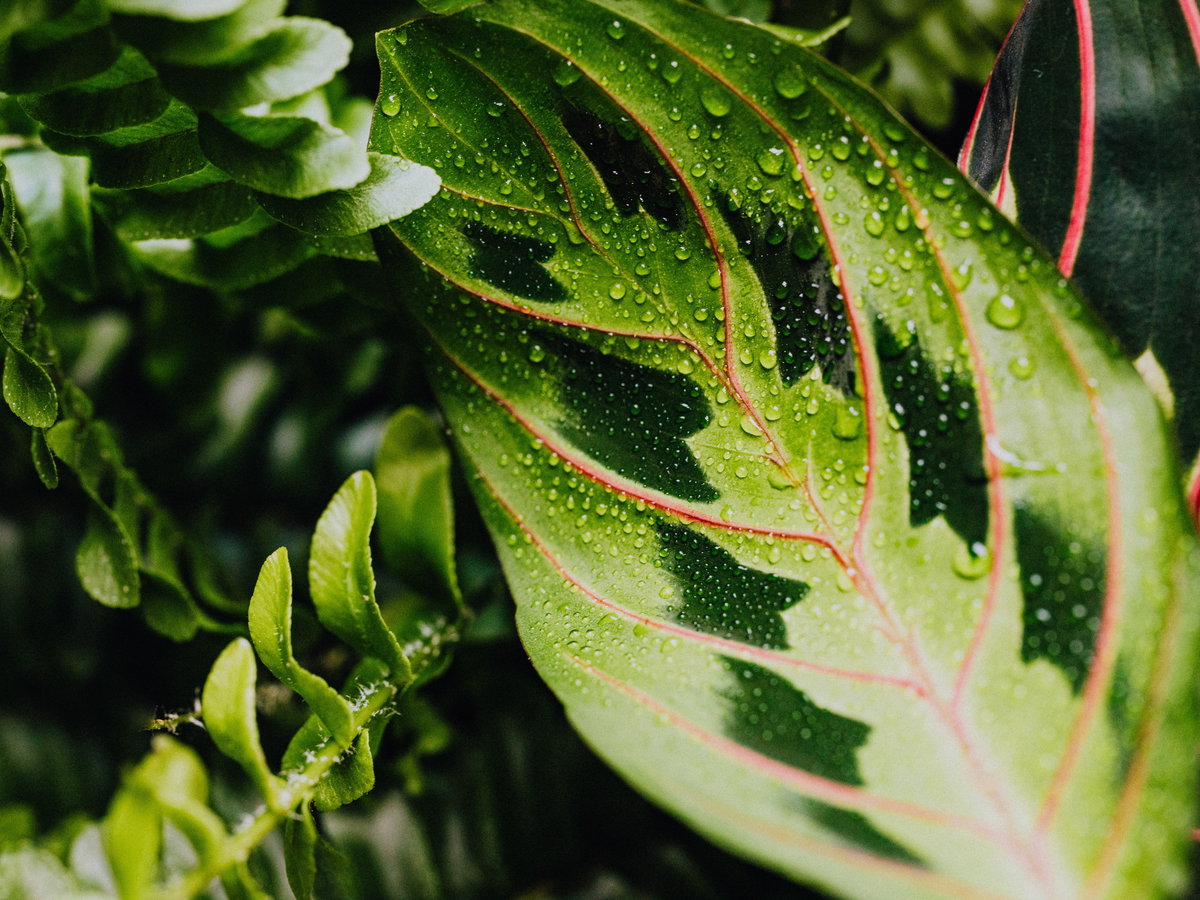 Calathea