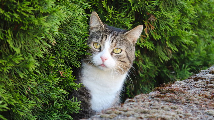 Fremde Katzen vertreiben: Mit diesen 4 Pflanzen im Garten klappt's!