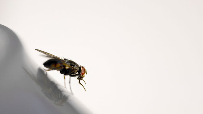 Die 5 häufigsten Gründe für Fliegen in der Wohnung