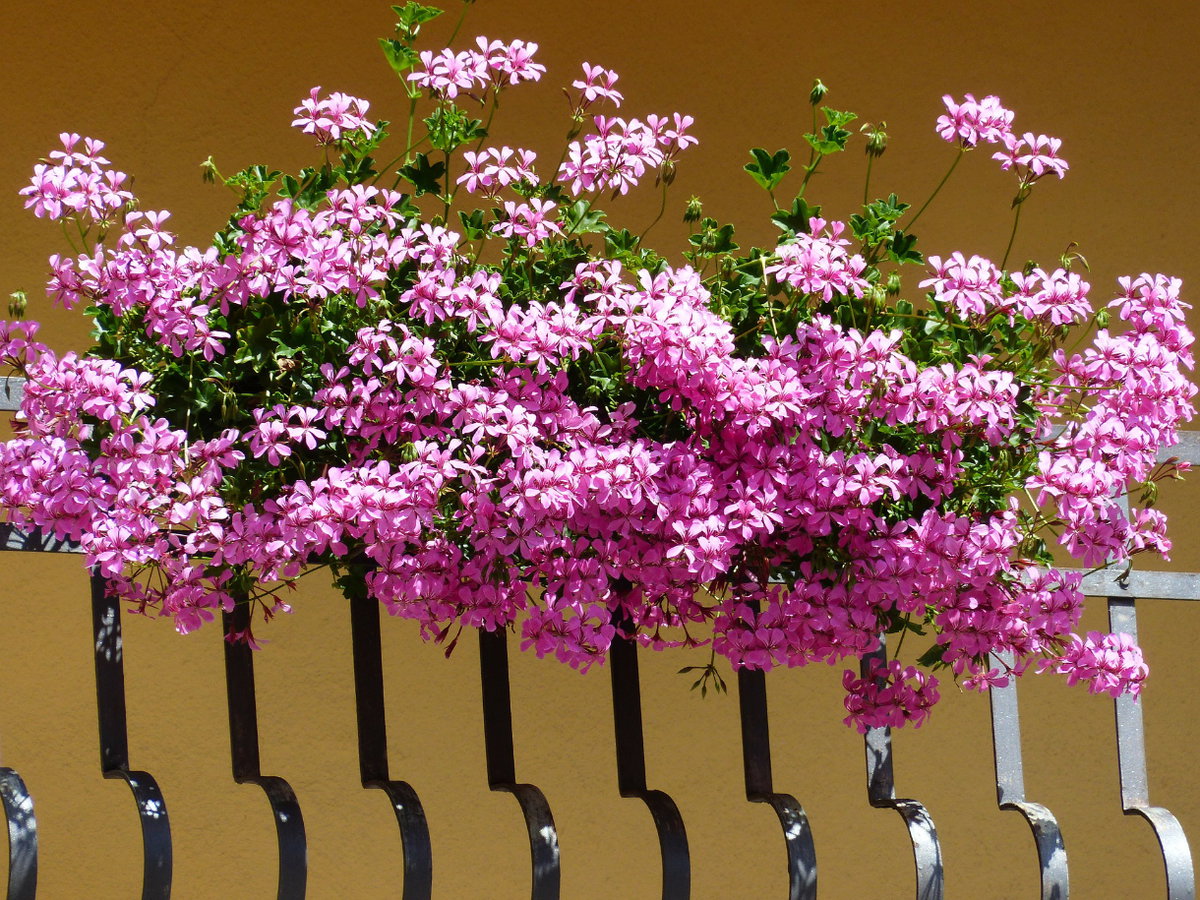 Geranien kommen einem sofort in den Sinn, wenn man an Balkonpflanzen denkt. Kein Wunder, denn sie gehört zu den beliebtesten Blumen auf Terrasse und Co. Nicht nur wegen ihrer schönen, farbenfrohen Blüte ist die Geranie gefragt – auch als Sichtschutz eignet sich die üppig blühende Pflanze prima. Das Beste: Geranien blühen von Mai bis Oktober!