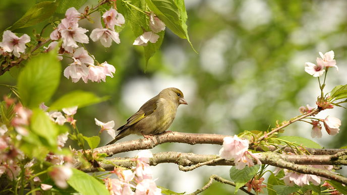 4 schöne und schnell wachsende Bäume für den Garten