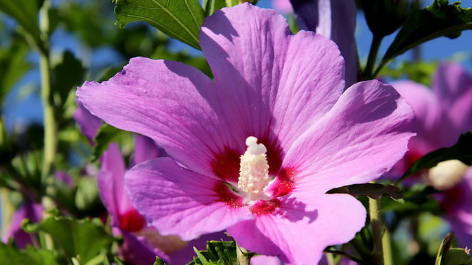 Hibiskus blüht nicht: 3 typische Fehler