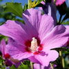 Hibiskus blüht nicht: 3 typische Fehler